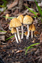 Cluster of mica cap mushrooms  (Coprinellus micaceus)