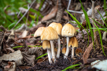 Cluster of mica cap mushrooms  (Coprinellus micaceus)