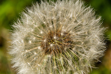 Macro shot of a dandelion flower in spring time