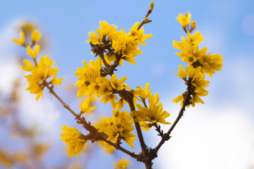 Border forsythia is an ornamental deciduous shrub of garden origin.Forsythia flowers in front of with green grass and blue sky. Golden Bell, Border Forsythia