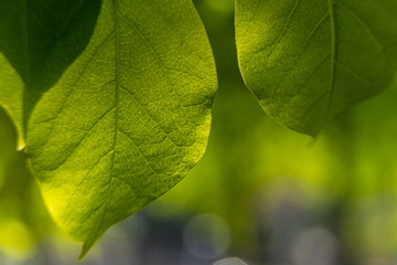 Macro shot of green leafs in spring time on a sunny day
