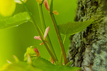 Macro shot of green leafs in spring time on a sunny day