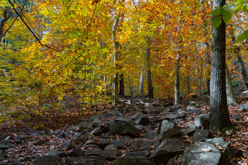 autumn in the woods
