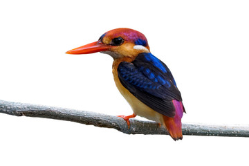 Closeup  Oriental Dwarf Kingfisher perching on a branch and isolated on white background