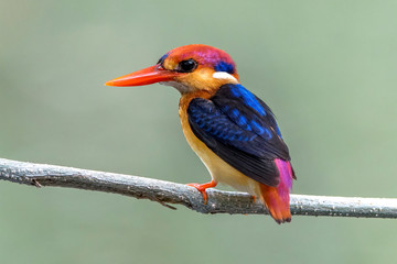 Closeup  Oriental Dwarf Kingfisher perching on a branch