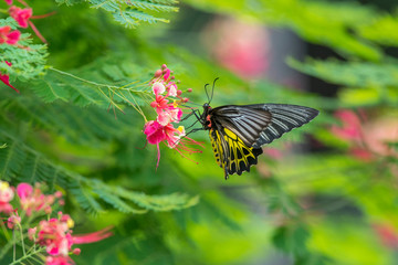 The Golden Birdwing Butterfly sucking nectar from flowers