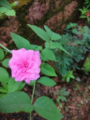 pink rose in garden