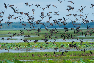 A flock of birds are flying, Lesser Whistling Duck