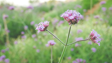 Grass flowers and leaf beautiful background.Environment Eco Floral scene wallpaper.Close up leaves green plant scenery outdoor farm.Nature organic fresh concept.Landscape park.