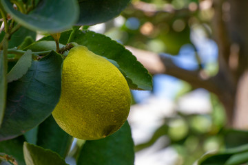limón en un gancho de árbol