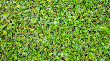 Obraz premium Carmona retusa fukien tea tree green plant background.Green leaf small in garden outdoor.Nature grass Eco environment texture.Plant foliage park.Decoration leaves floral backdrop.tropical summer wall