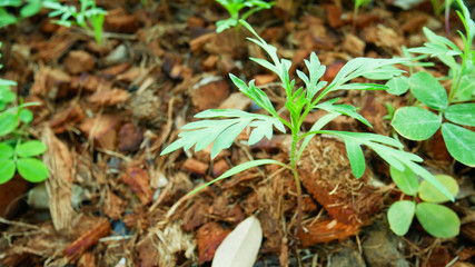 Top view Small young seedlings marigold plants.Farming floral garden organic concept