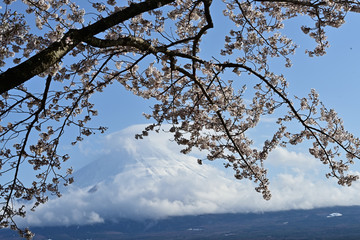 Cherry blossoms bloom in spring