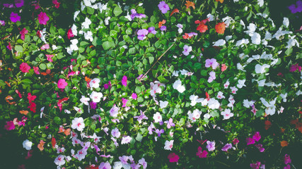 Landscape view Grass and flowers bloom colorful beautiful on blue sky background.Field farm floral at Lampang THAILAND.Grassland scenery spring and summer season.Plant nature outdoor park