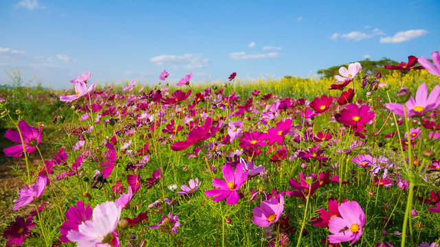 Cosmos Pink and white flower blooming on blue sky.Garden park floral landscape.nature eco environment concept.Floral bloom beautiful outdoor in farm plant.Nature field close up background.summer © 3d-ganeshaArtphoto