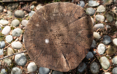 Wood, sun and shadows