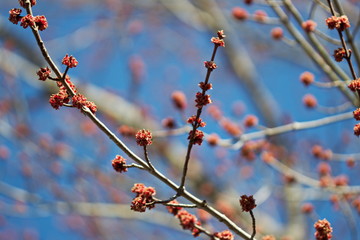 Spring flowers blooming as the weather gets warm and the seasons change in Ontario, Canada.