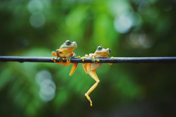 Dumpy frog , Australian green tree frog