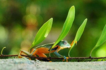 Dumpy frog , Australian green tree frog