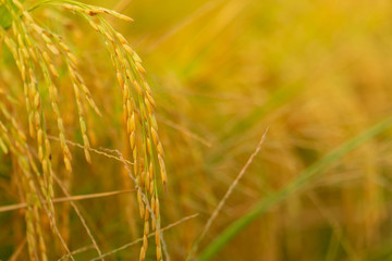 Fototapeta premium Autumn ripe rice paddy with green leaves with blurred background