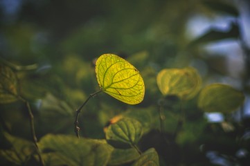 yellow butterfly on a leaf