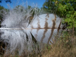 Feather