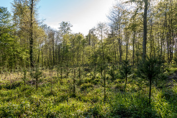 Wiederaufforstung im Mischwald