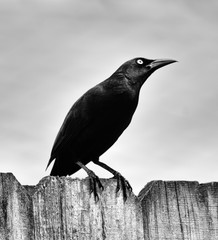 Common grackle with big bright eye is perched on a fence in black and white.