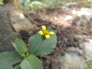 Obraz premium bee on flower
