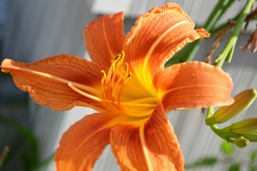 flower, orange, nature, plant, garden, summer, flora, green, blossom, bloom, flowers, petal, beauty, petals, macro, beautiful, spring, day, floral,