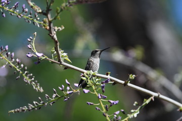 hummingbird on a branch of tree