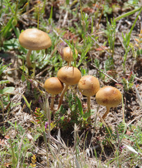 High angle close-up view of a group of small non-edible wild mushrooms on grassland