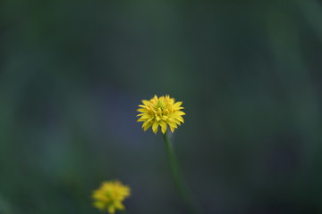Obraz premium Yellow spring dandelion flower green grass background