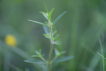 close up of green grass