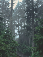 fog in the forest
