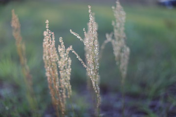Sorrel plant blossom in spring green grass background