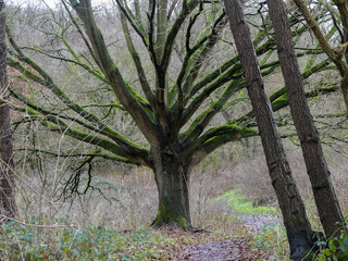 Moosiger Baum in einem Wald im Winter