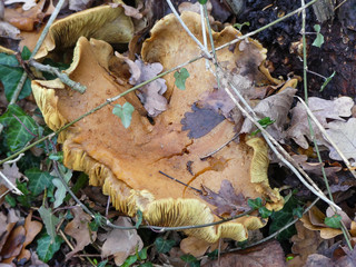 wilder Pilz unter Blättern in einem Wald