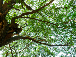 High view Scenery of giant rain tree.Thai name Chamchuri tree or monkey pod tree with green leaves