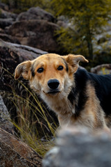 Yellow and Black dog looking away