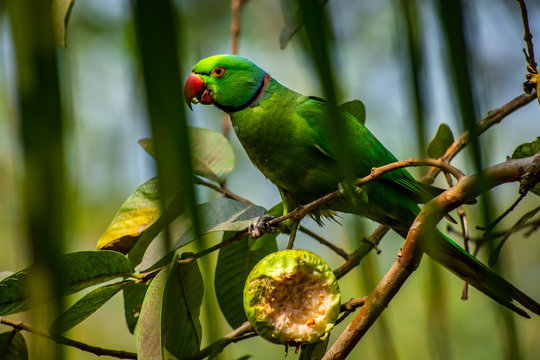 The rose-ringed parakeet, also known as the ring-necked parakeet, is a medium-sized parrot in the genus Psittacula, of the family Psittacidae.