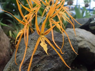 Brassia Orchid