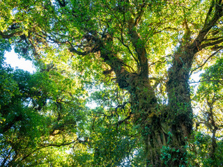 Beautiful Autumn forest nature. Vivid morning in colorful forest with sunlight rays trough branches of trees. Scenery of Plant with sun outdoor in Thailand. Green forest springtime season.