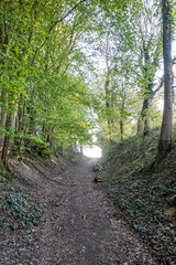 Fototapeta premium Hohlweg mit Tierbau