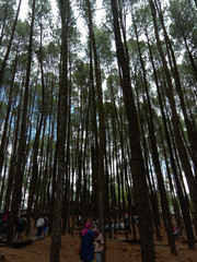Pine Trees in The Forest