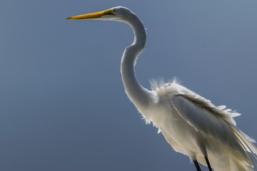 great blue heron