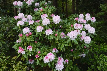 Obraz premium Rhododendron (Rosebay) blossoms / Ericaceae evergreen shrub,leaves toxic.