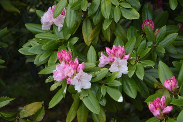 Naklejka premium Rhododendron (Rosebay) blossoms / Ericaceae evergreen shrub,leaves toxic.