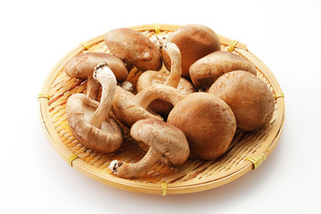 しいたけ　Shiitake mushrooms