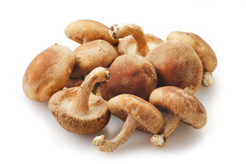 しいたけ　Shiitake mushrooms